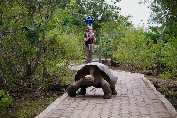 A Galapagos giant tortoise crawls along the path nearGoogler Karin Tuxen­Bettman while she collects imagerywith the Street View Trekker in Galapaguera, a tortoisebreeding center, which is managed by t
