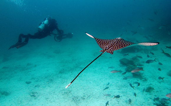 Christophe Bailhache with the SVII camera being escortedby a Spotted Eagle Ray. Taken at the start of a shark andray survey dive in the Galapagos Islands. Image courtesy ofthe Catlin Seaview Survey.
