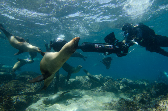 Christophe Bailhache navigates the SVII camera through alarge group of Sea Lions at Champion Island in Galapagos.Image courtesy of the Catlin Seaview Survey.